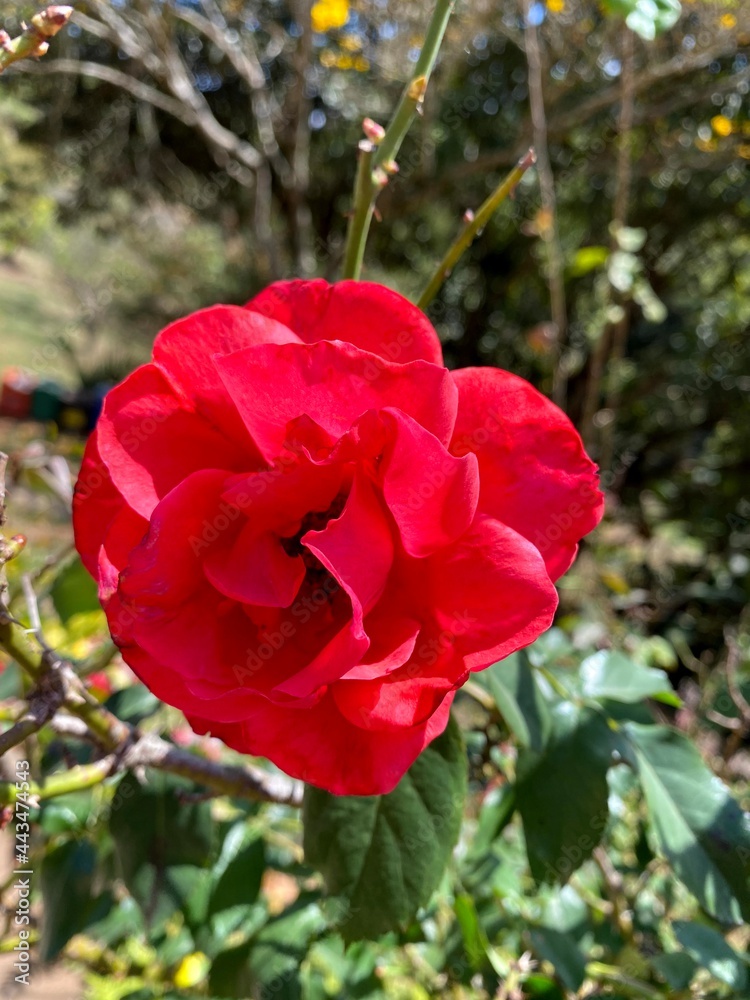 red rose in garden red rose in garden