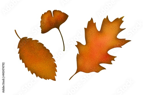 Set of oak and other withering autumn leaves hand-drawn digital illustration