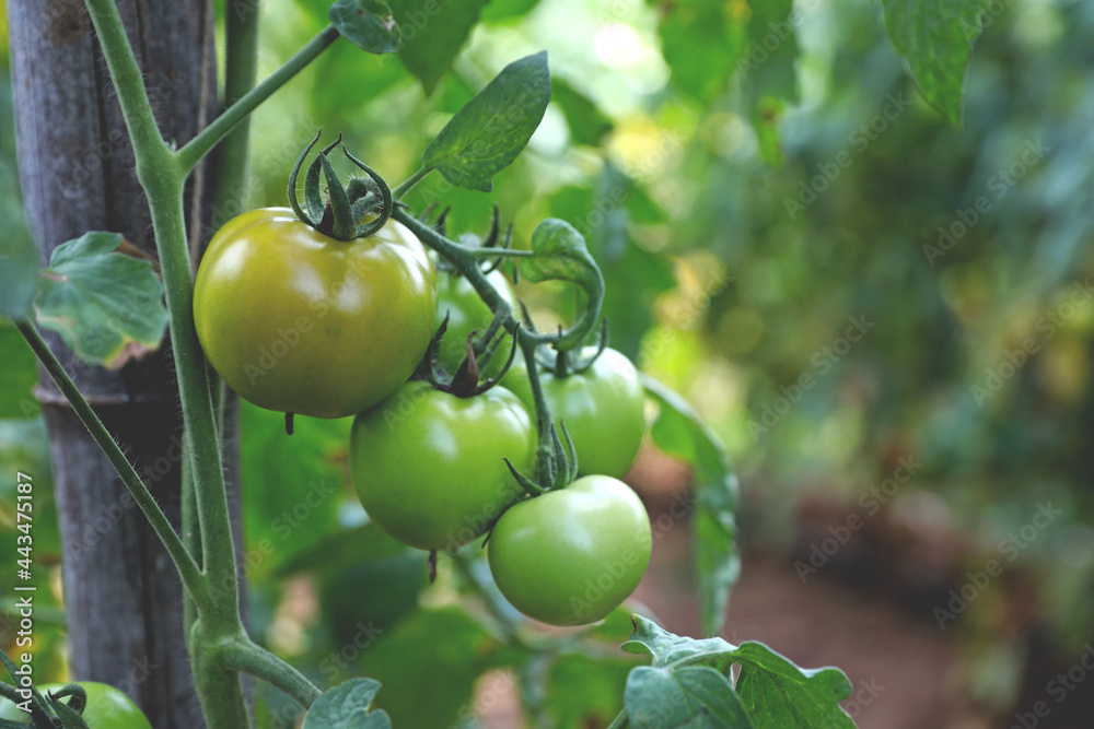 Fresh healthy tomatoes growing in Indian garden	

