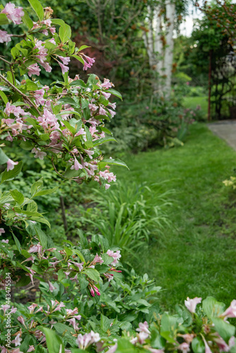 My beautiful garden in Ukraine