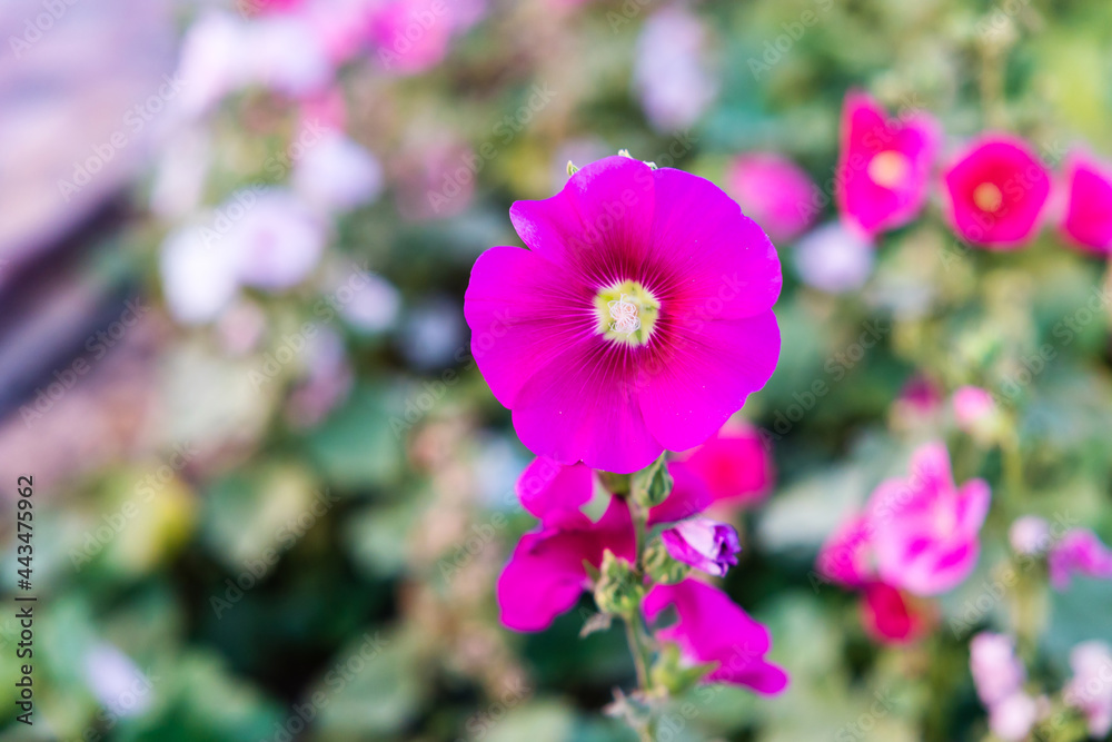 Beautiful colorful meadow of wild flowers. flower background from Sharjah UAE. Beautiful colorful meadow of wild flowers. flower background from Sharjah UAE.