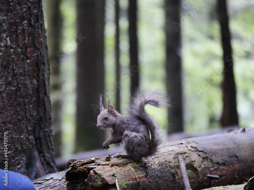 squirrel in the park