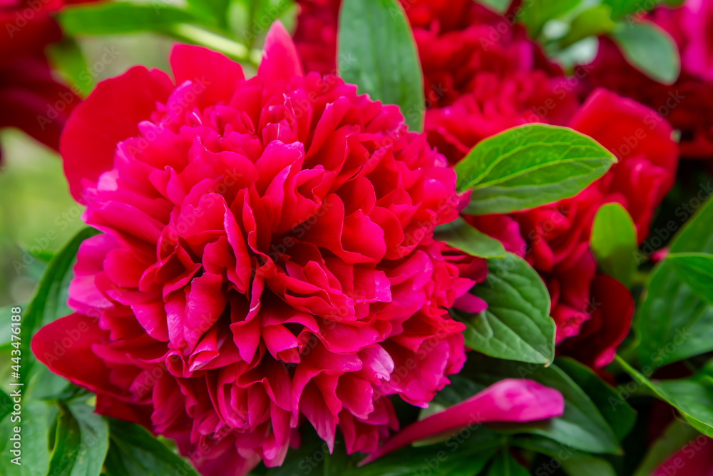 Beautiful natural red peony in the garden close-up, selective focus. Red blooming peony. Beautiful natural red peony in the garden close-up, selective focus. Red blooming peony.