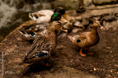 close-up of a group of wild ducks with variegated and bright plumage