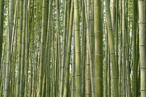 The Green Bamboo Forest Pattern  For being any Background in nature theme