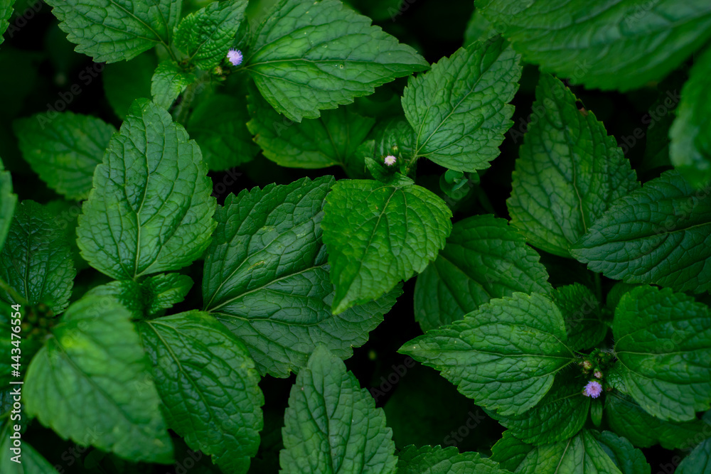 Wild flower leaves in the garden. Leaf pattern background Wild flower leaves in the garden. Leaf pattern background