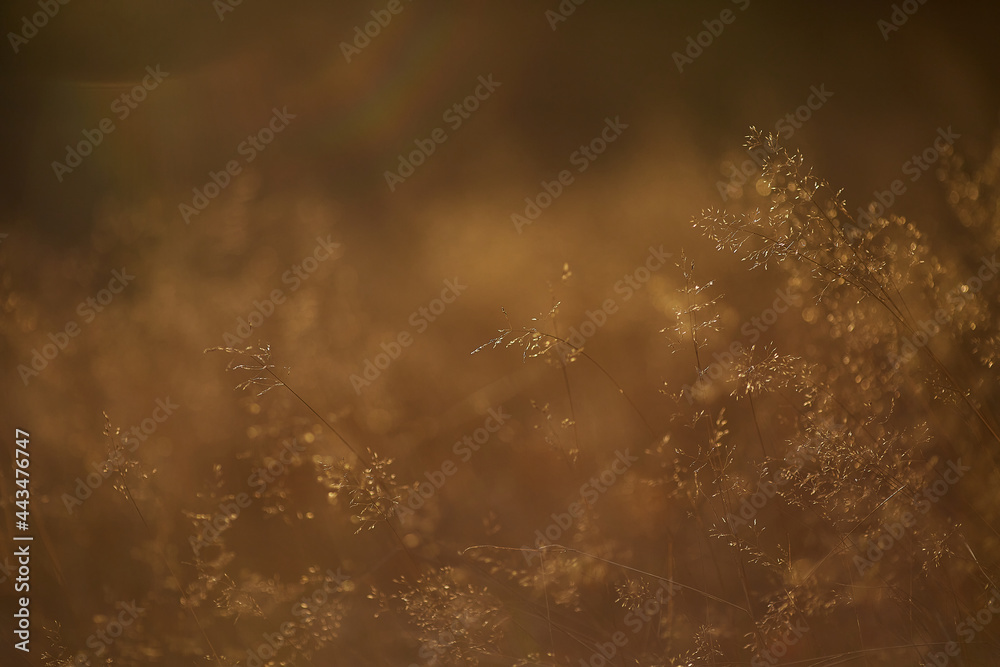 Obraz premium green gras flowers leaves blue sky