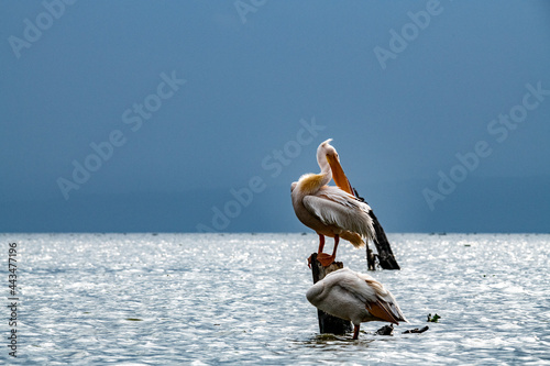 pink pelicans on a blue lake against the background of dry trees