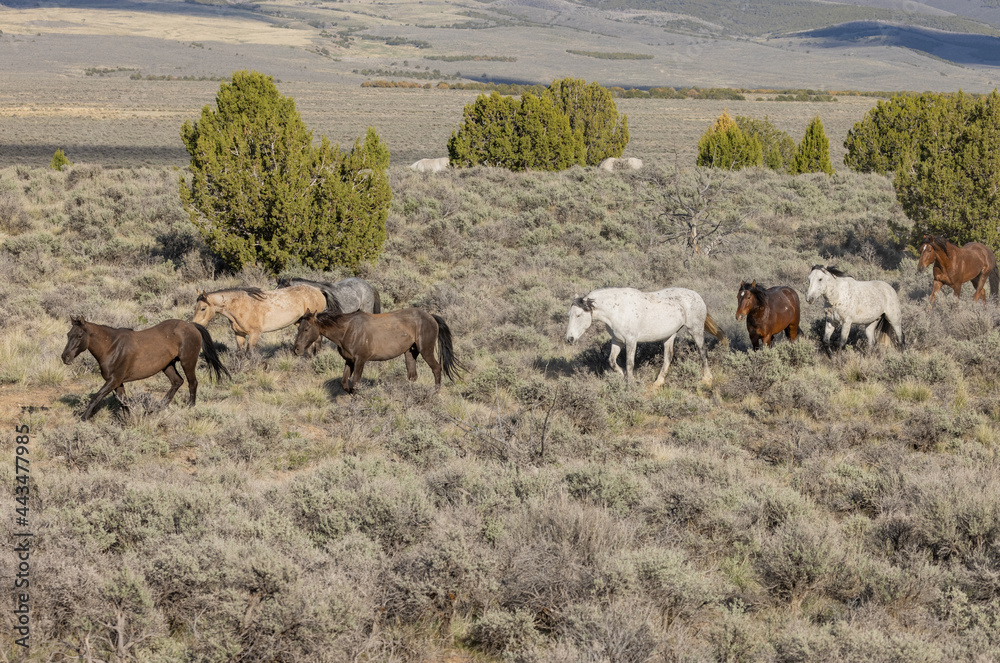 Herd of Wild Horses in the Utah Desert