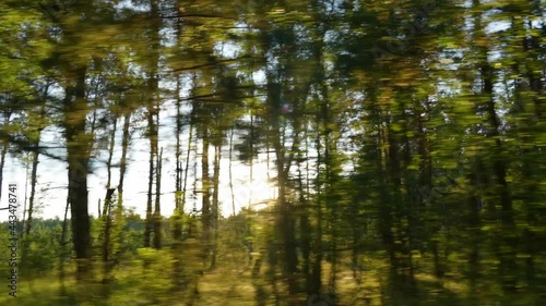 Dark silhouettes of evening old tall trees passing by fast as seen from driving car. Soft gold sunset sunlight in background photo