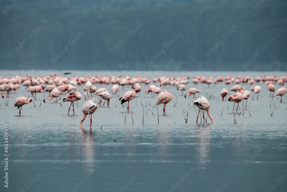Obraz premium pink flamingos and pink pelicans on a blue lake against the sky in the national park