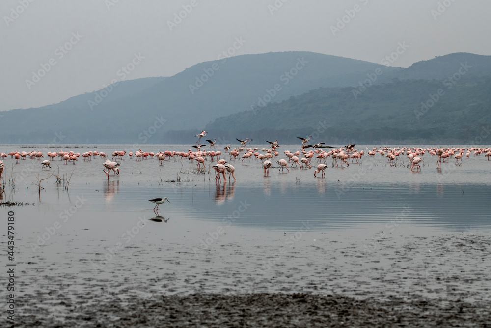 pink flamingos and pink pelicans on a blue lake against the sky in the national park