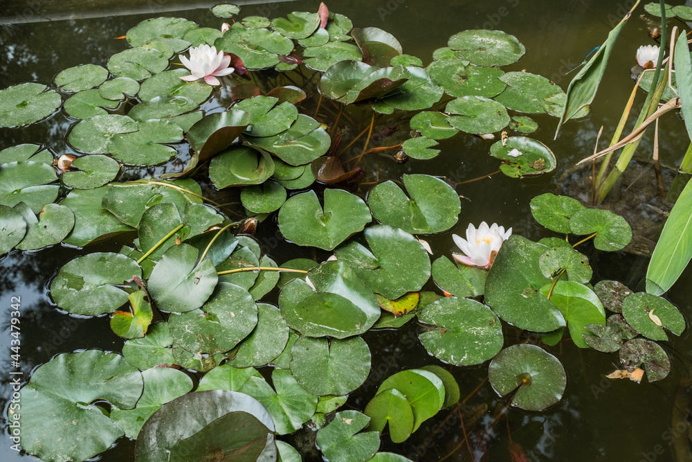 Beautiful blossoming white and pink flowers lily and green leaves on water Beautiful blossoming white and pink flowers lily and green leaves on water
