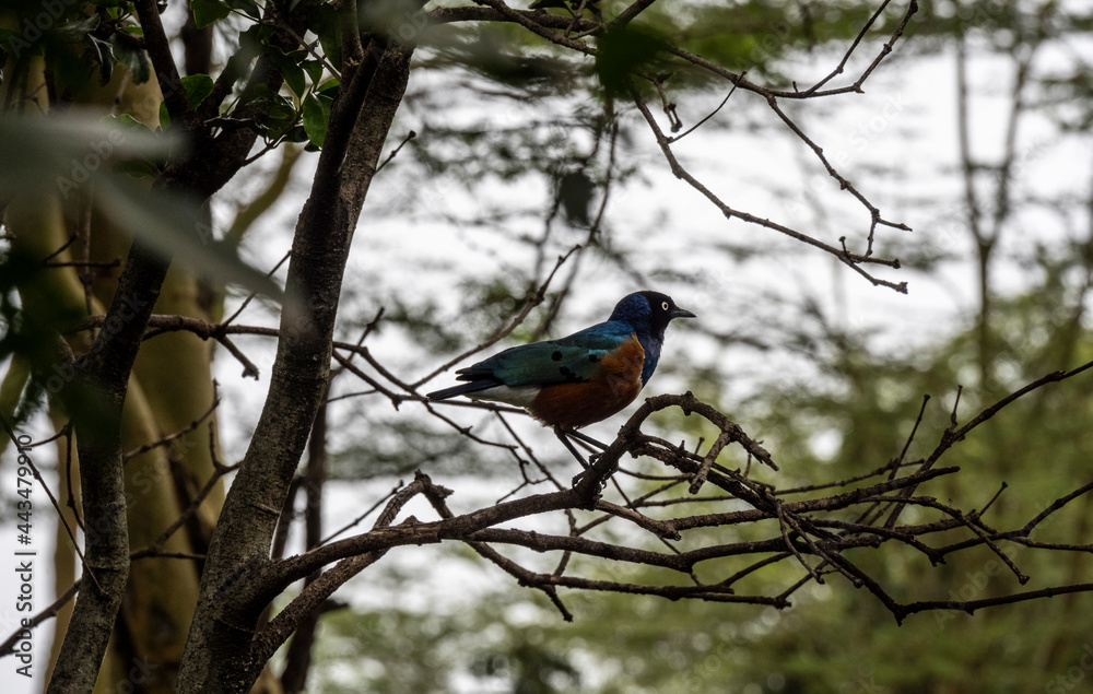 beautiful and unusual birds of Africa in natural conditions beautiful and unusual birds of Africa in natural conditions
