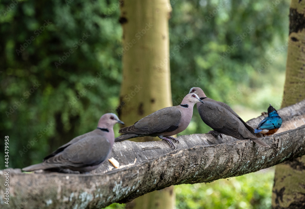 beautiful and unusual birds of Africa in natural conditions beautiful and unusual birds of Africa in natural conditions