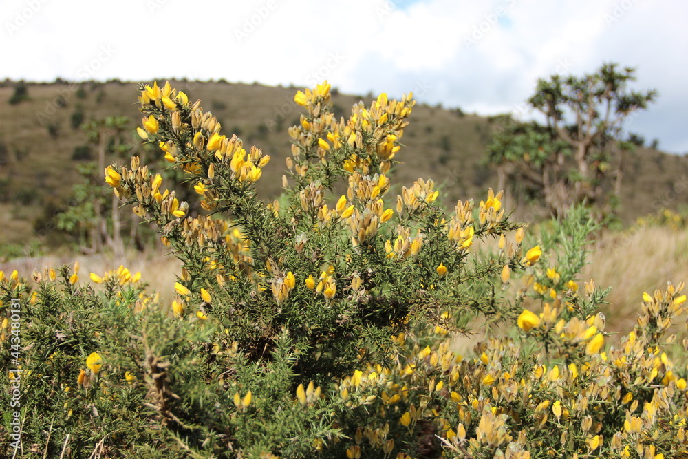 Obraz premium field of yellow flowers