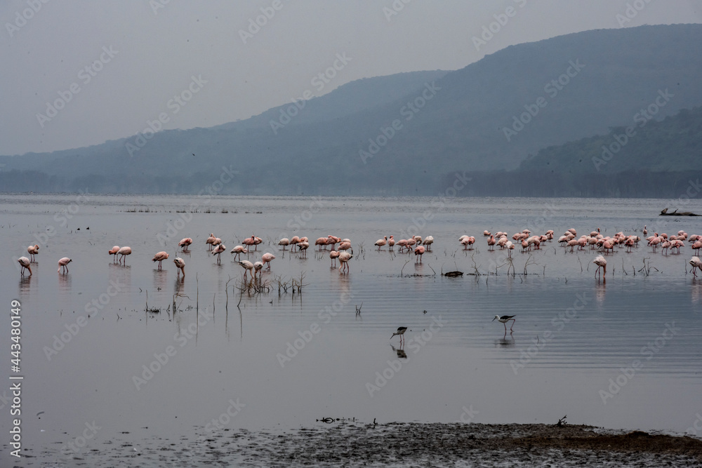 pink flamingos and pink pelicans on a blue lake against the sky in the national park 