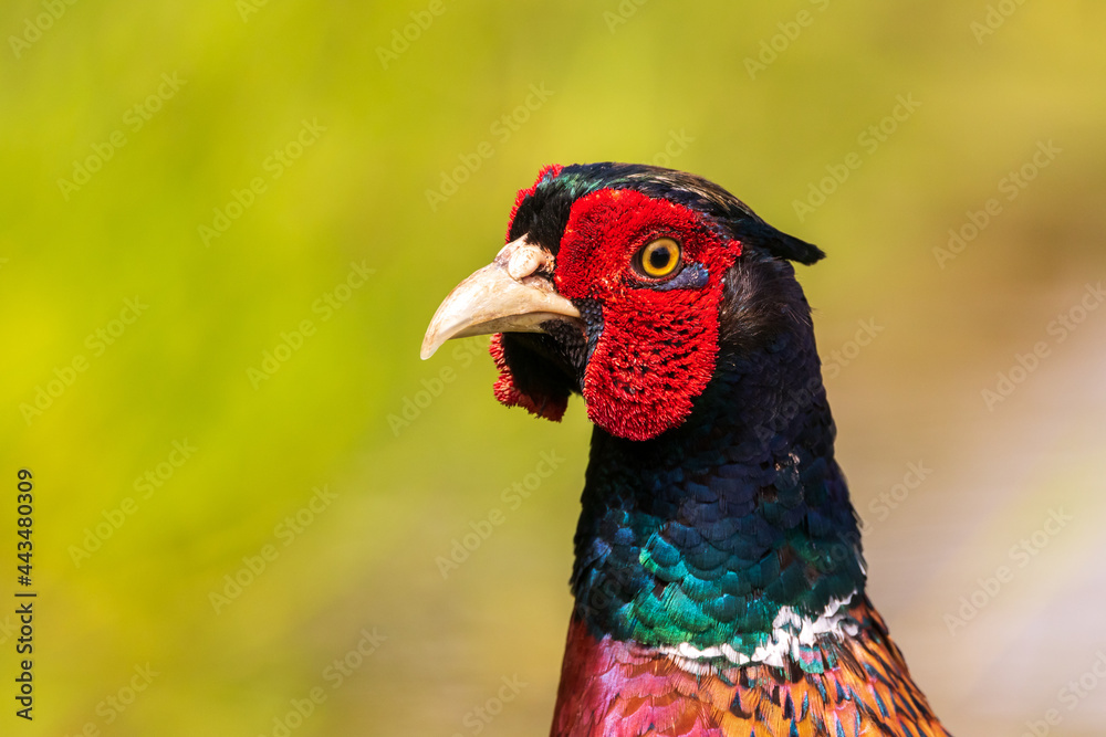 Close up portrait of pheasant with green background