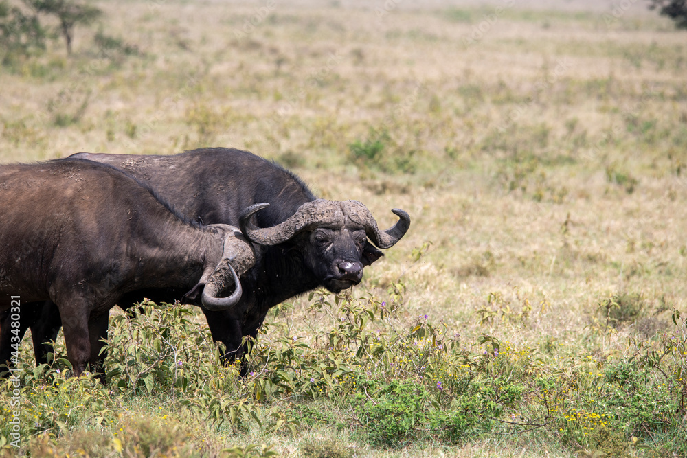 brown large buffaloes rest by the water and graze in the meadow brown large buffaloes rest by the water and graze in the meadow