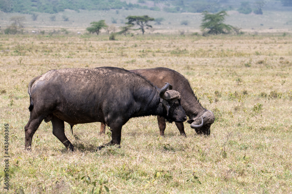 brown large buffaloes rest by the water and graze in the meadow brown large buffaloes rest by the water and graze in the meadow