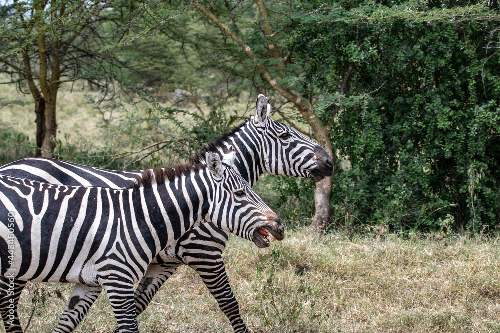 funny zebras on a green meadow eating grass and playing with each other funny zebras on a green meadow eating grass and playing with each other