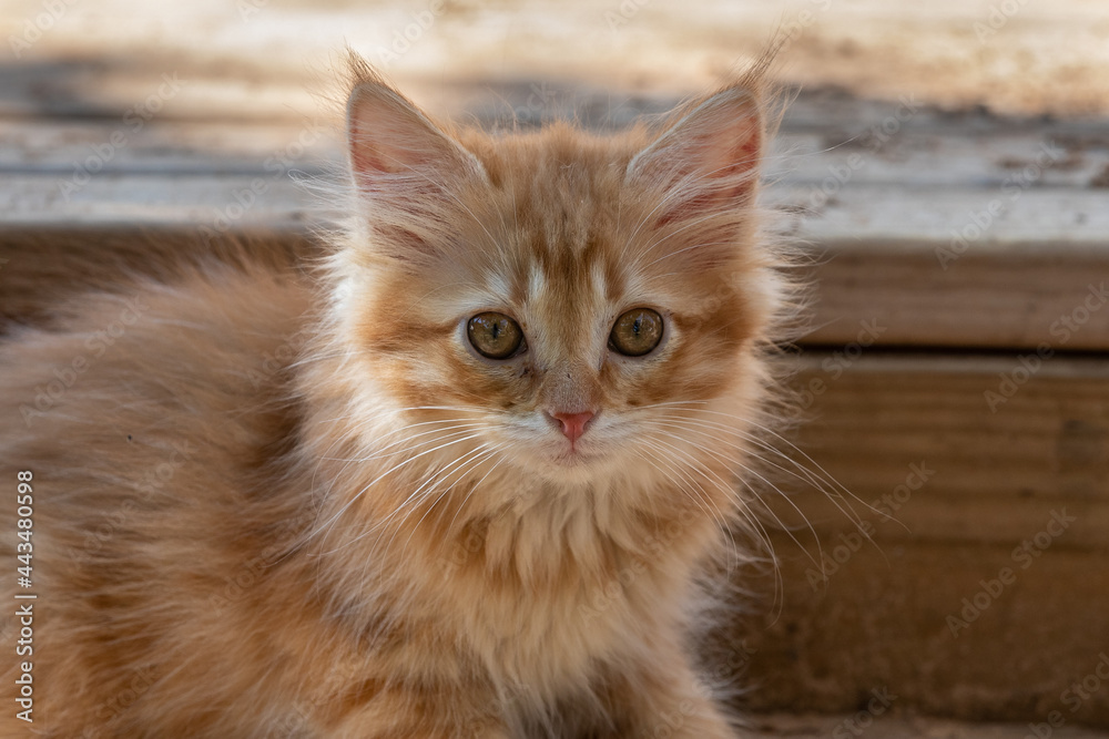Litte kittens playing and learning to hunt. Litte kittens playing and learning to hunt.