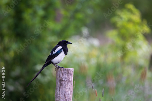 Side view of eurasian magpie in forest area sitting on wooden pole