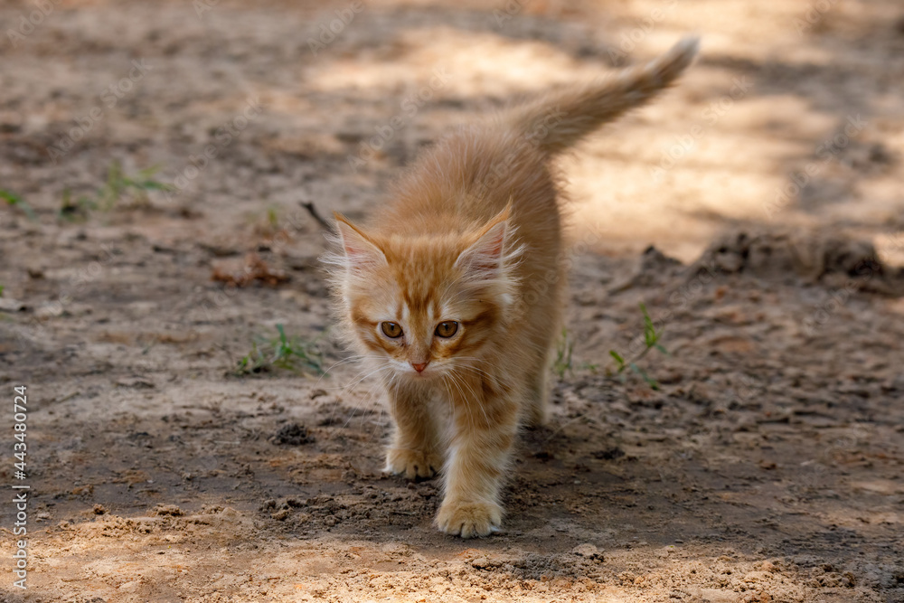 Litte kittens playing and learning to hunt. Litte kittens playing and learning to hunt.