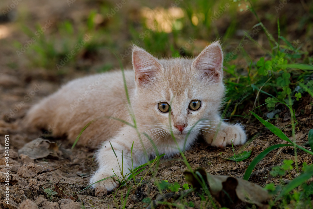 Litte kittens playing and learning to hunt. Litte kittens playing and learning to hunt.