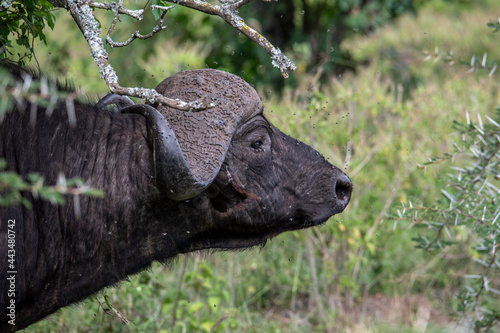 brown large buffaloes rest by the water and graze in the meadow 