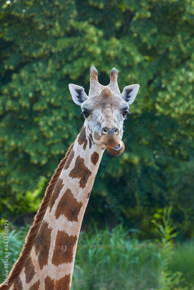 Beautiful close up of a curious giraffe in the zoo. Beautiful close up of a curious giraffe in the zoo.