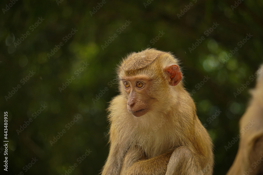 Sad lonely monkey on the hill, monkey hill in Phuket