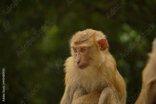 Sad lonely monkey on the hill, monkey hill in Phuket © Mateusz