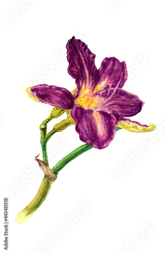 Isolate. Hand drawing aquarelle: on a white background two-color flower daylily (hemerocallis, lilium, liliaceae). Bright purple violet and yellow in the bud of the garden plant. Botanical watercolor. photo