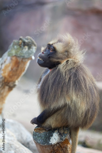 Rarely Gelada Baboon or Blood breast baboon during siesta.