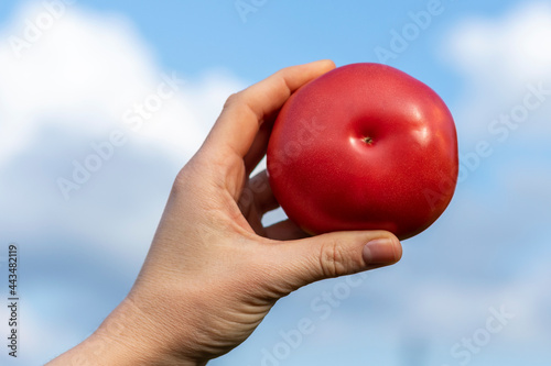 Person holds the ripe red tomato in her hand on sky background. Outdoor photo, close-up.