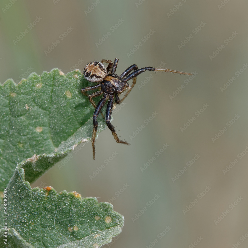 Crab spider (Xysticus sp.) on a leaf Crab spider (Xysticus sp.) on a leaf