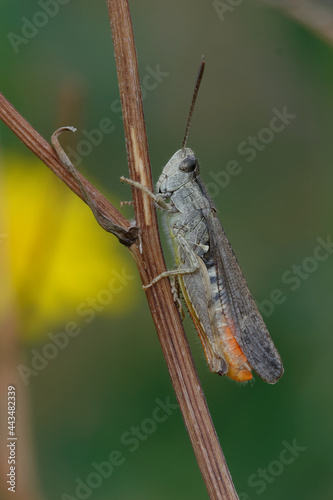 Woodland grasshopper (Omocestus rufipes) photo