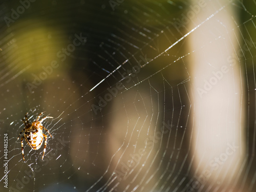 Garden spider on a web