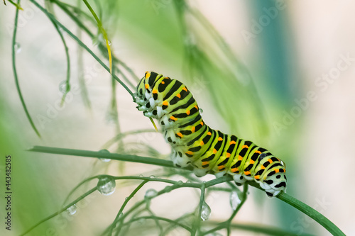 Caterpillar of an old world swallowtail, drinking water after the rain  © Pascale Gueret