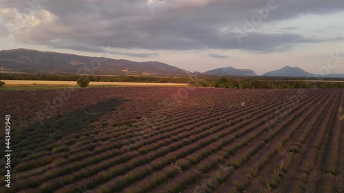 arbes et  champs de lavande au coucher du soleil - Valensole France photo