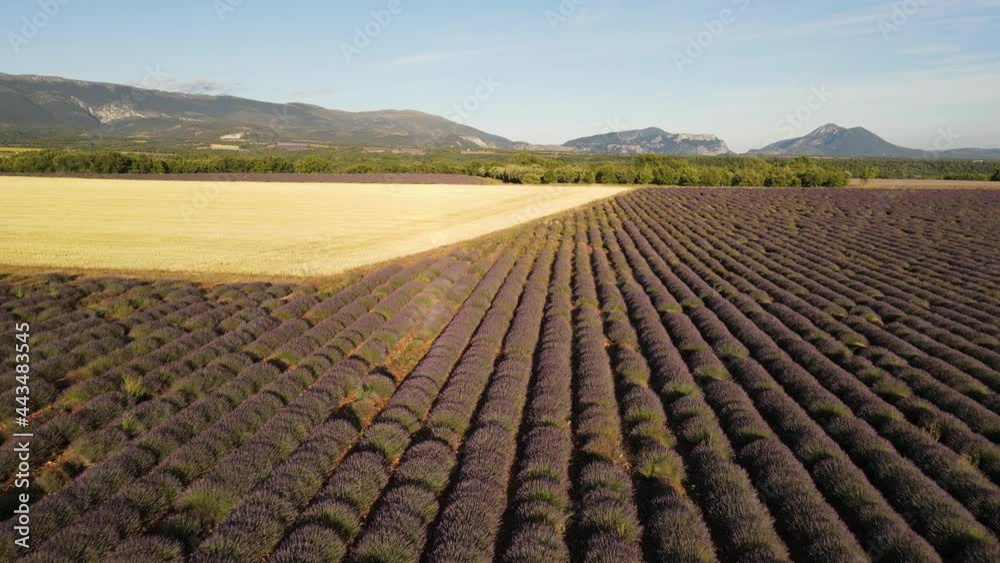 cultures de lavande et blé - Provence