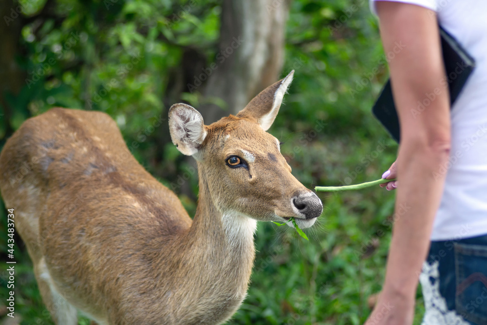 close up human hand holding vegetable to feeding small deer close up human hand holding vegetable to feeding small deer