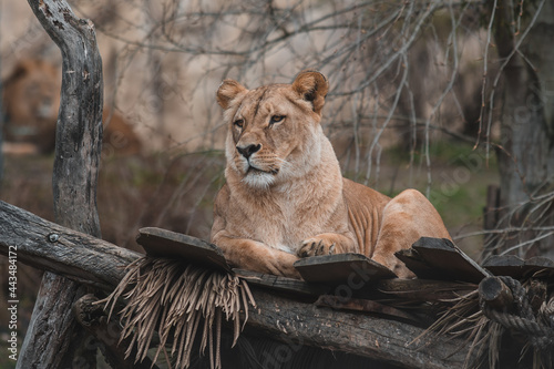 lion cub in the zoo