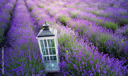 Blue lavender field, with decorative lamps and a gazebo. photo