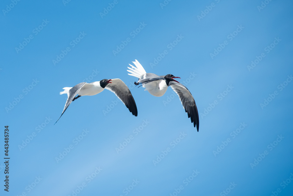 Fototapeta premium Black-headed gulls fly along the shore in New Jersey.