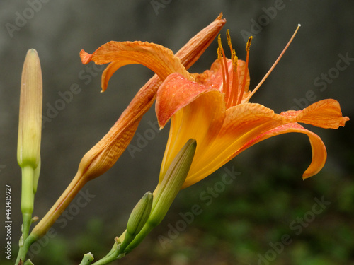 horizontal shot orange tiger lily in the garden closeup 