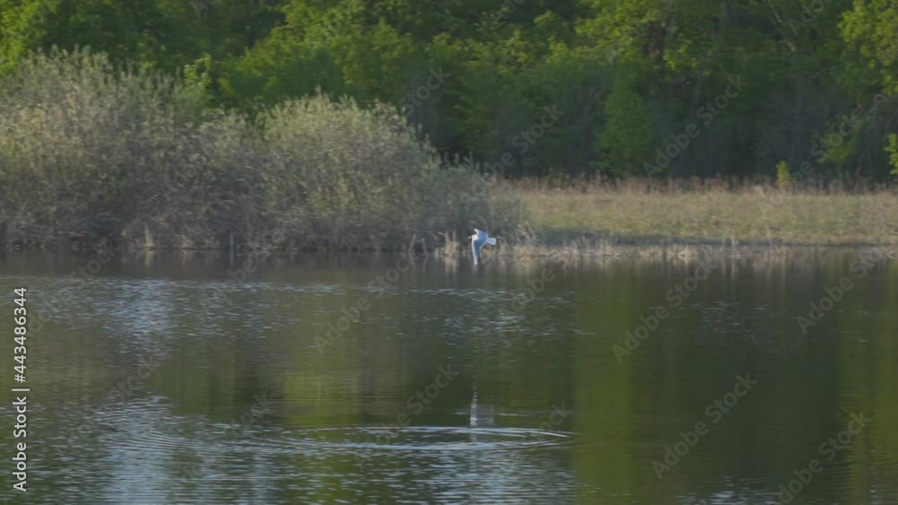 A white gull flies over the lake A white gull flies over the lake