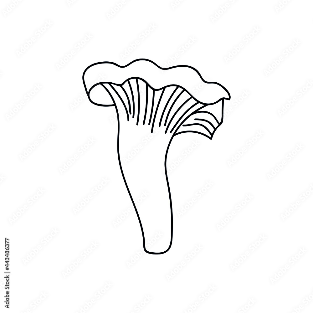Single hand drawn chanterelle mushroom for autumn decoration. Doodle vector illustration. Isolated on a white background. Single hand drawn chanterelle mushroom for autumn decoration. Doodle vector illustration. Isolated on a white background.