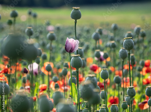 poppy flowers and poppy heads in sunshine